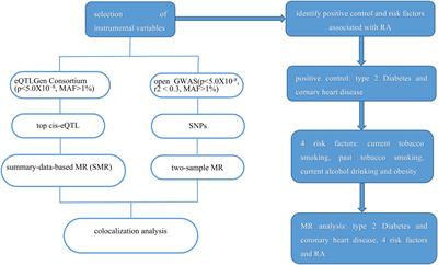 Association of HMGCR inhibition with rheumatoid arthritis: a Mendelian randomization and colocalization study